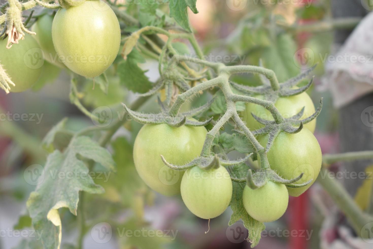 verde Tomates en el planta foto