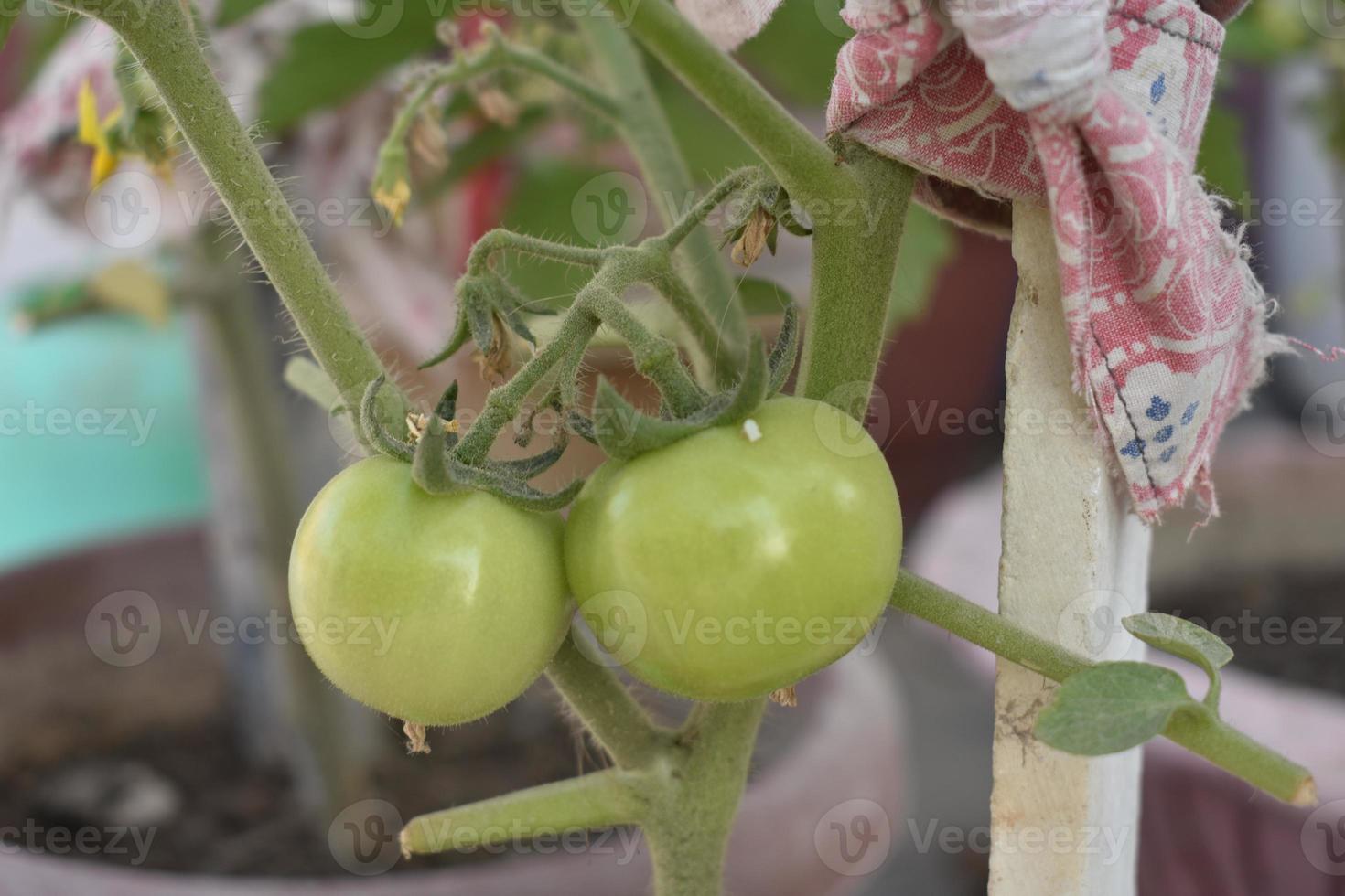 verde Tomates en el planta foto