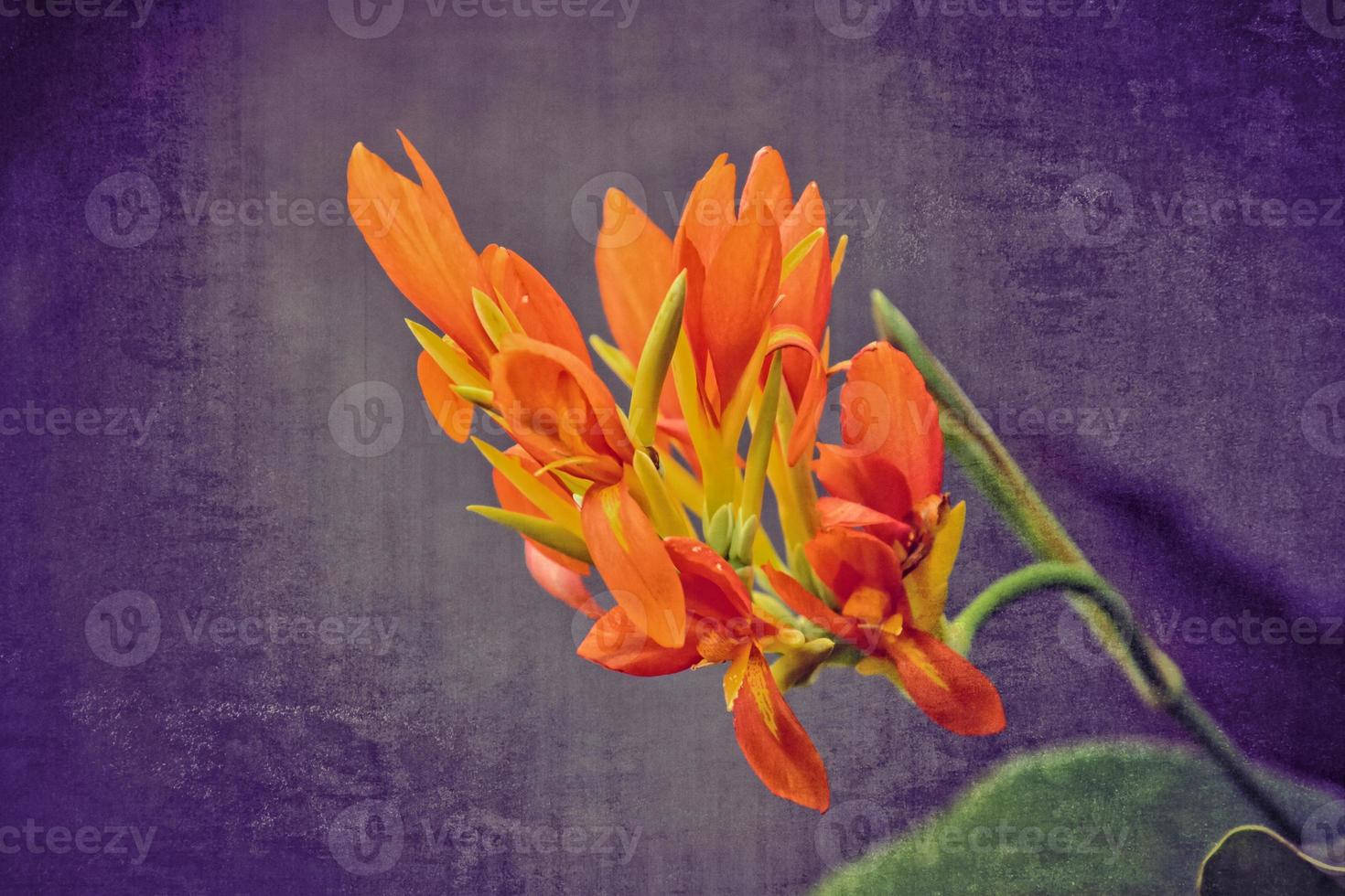 orange summer flower on an interesting background in close-up photo