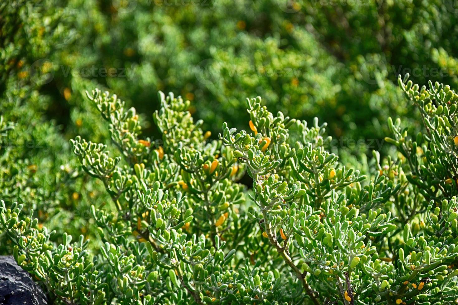 background with green original garden plants close-up on a sunny day photo