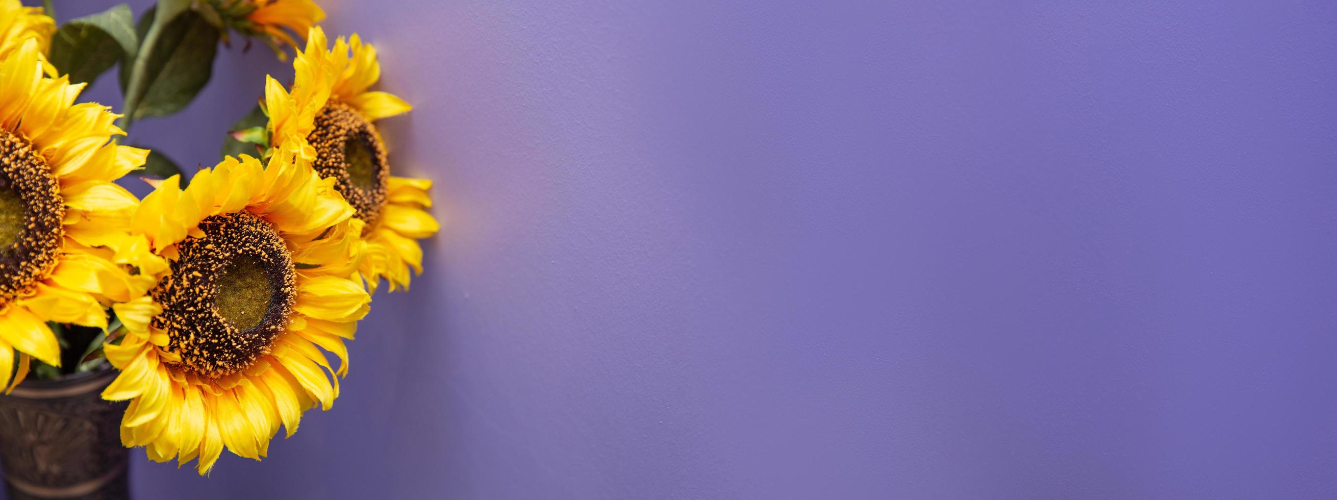 sunflowers are in a vase with a purple background photo