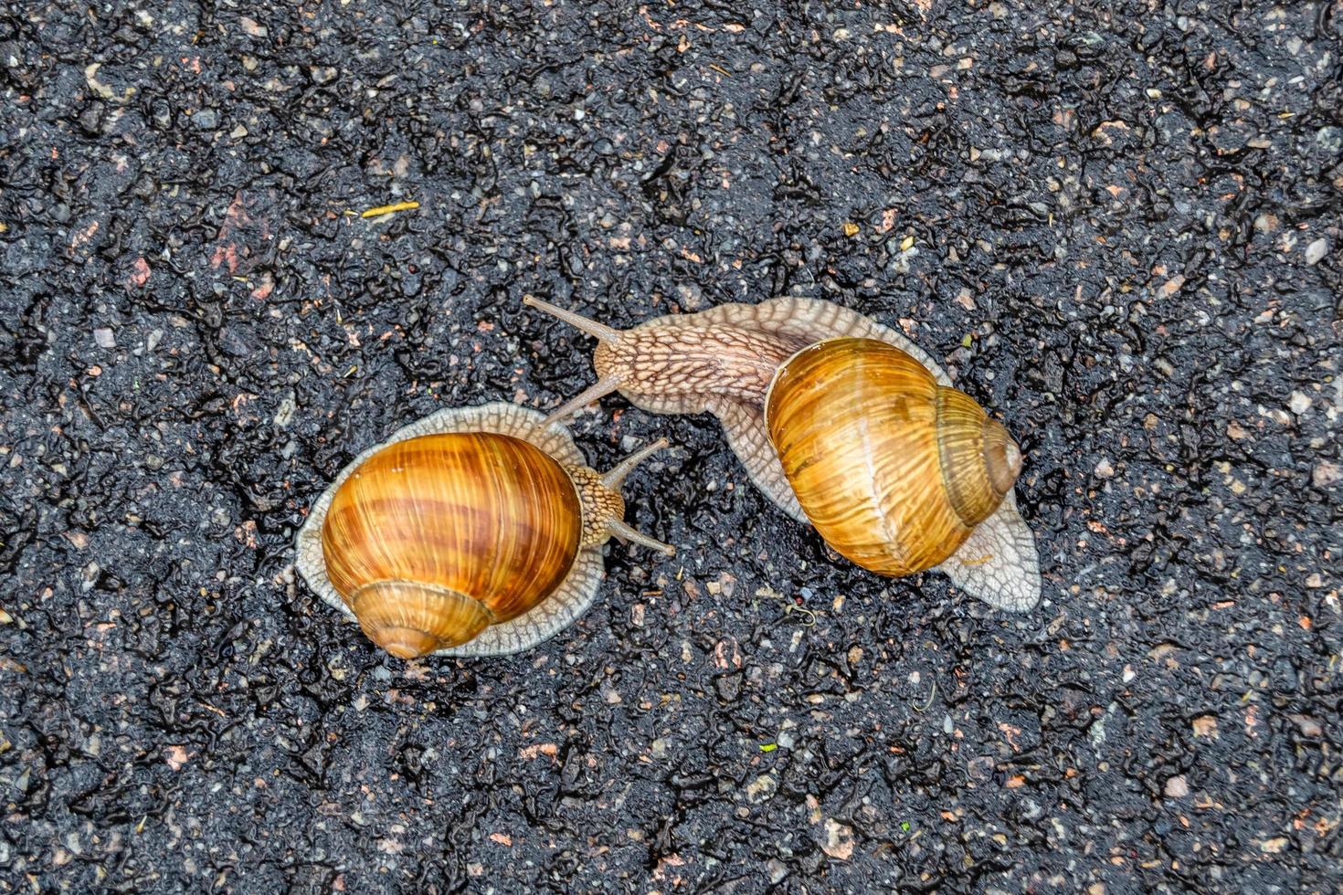 Big garden snail in shell crawling on wet road hurry home photo