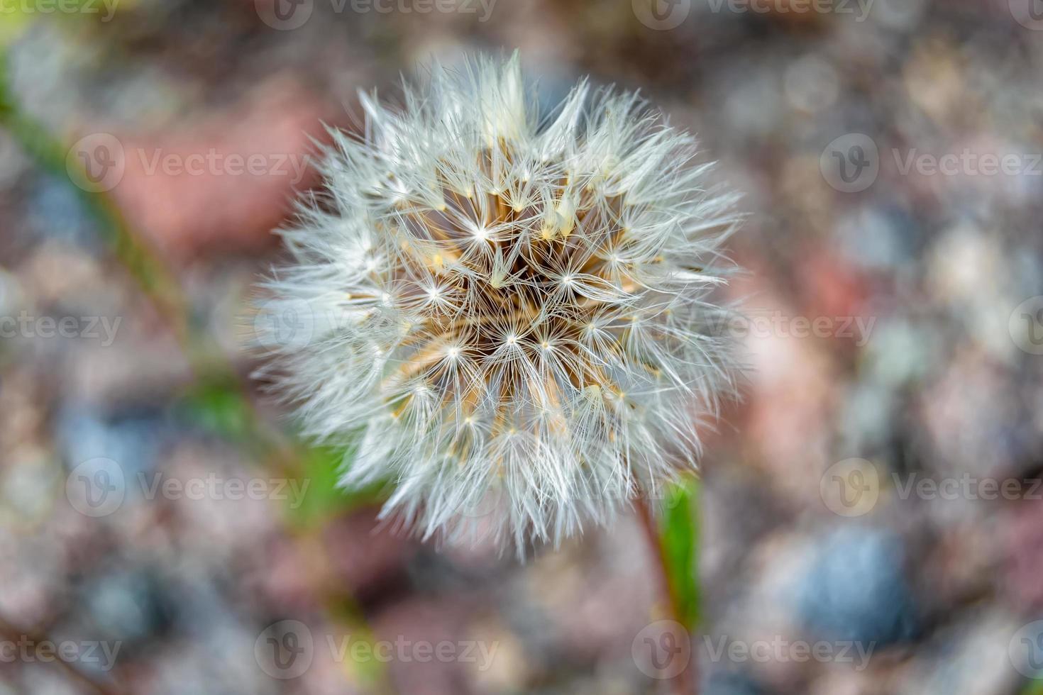 Beautiful wild growing flower seed dandelion on background meadow photo