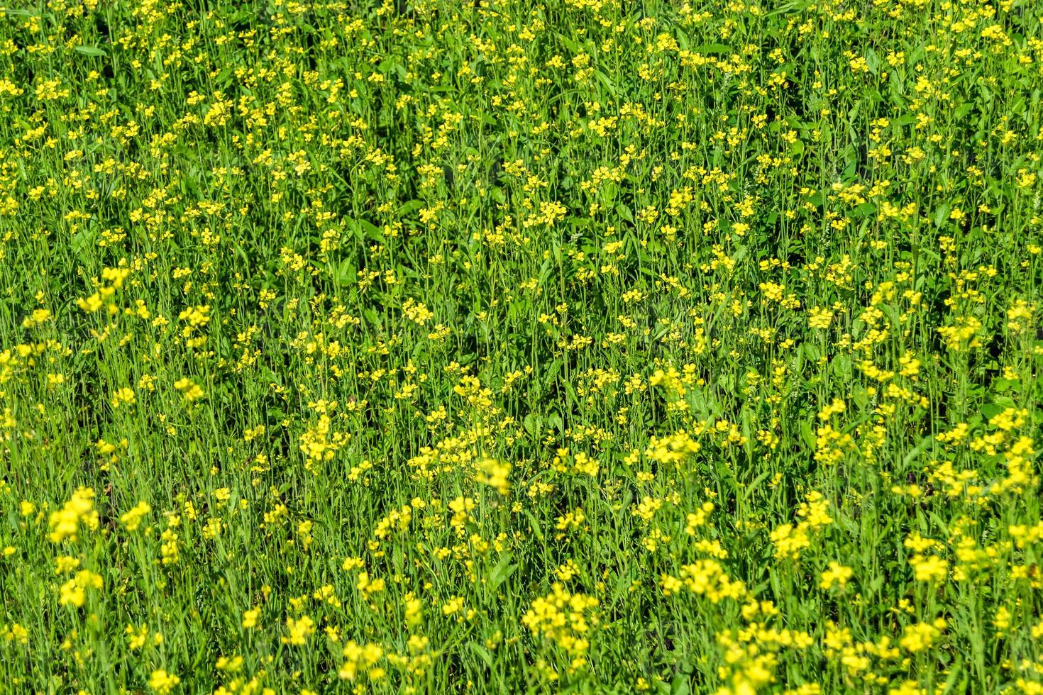 fotografía sobre el tema mostaza de flores silvestres finas en la pradera de fondo foto