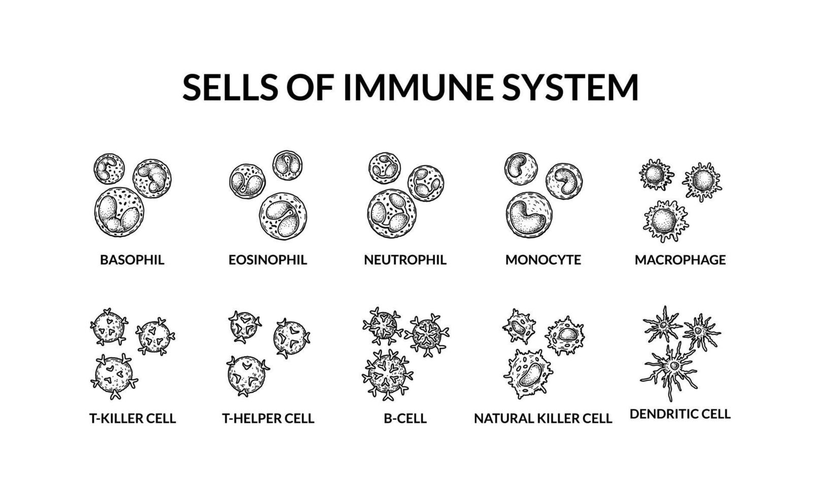 células de adaptado inmune sistema. humano células con nombres científico microbiología vector ilustración en bosquejo estilo. sangre celular componentes formación