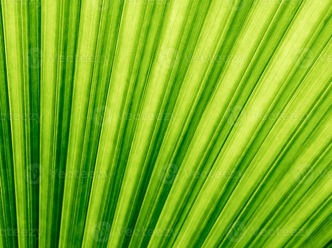 Texture on backside surface of palm leaf, green background photo