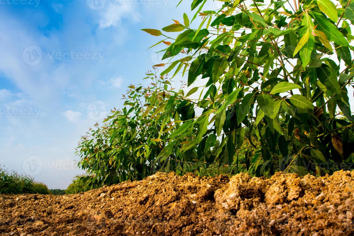 Row of Eucalyptus tree in the farm photo