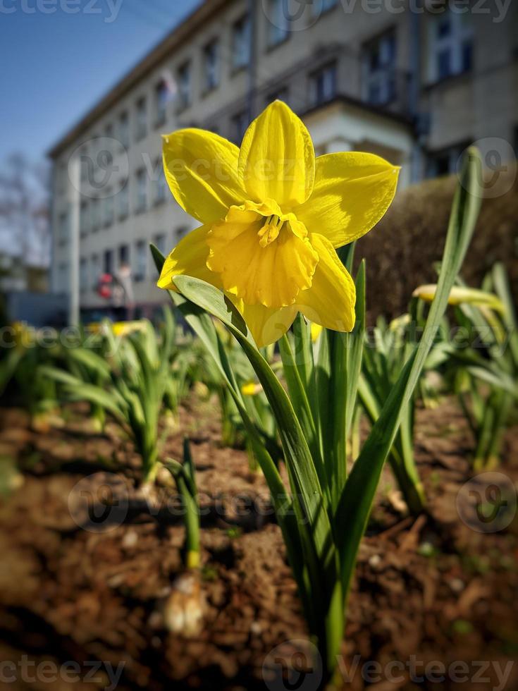 primavera amarillo narciso flor en el ciudad en el antecedentes de el edificio foto