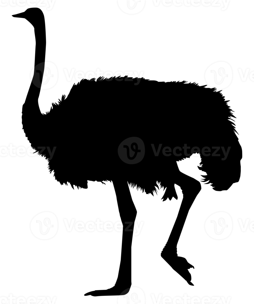 struisvogel geïsoleerd silhouet voor logo, pictogram, kunst illustratie of grafisch ontwerp element. formaat PNG