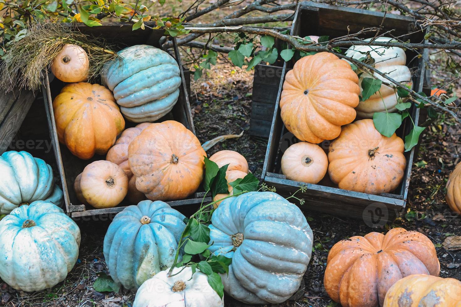 Halloween party. decorative pumpkin. autumn decorations. autumn season and vegetables photo