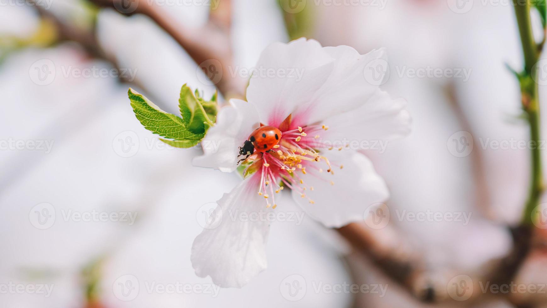 un mariquita en un flor con rosado pétalos foto