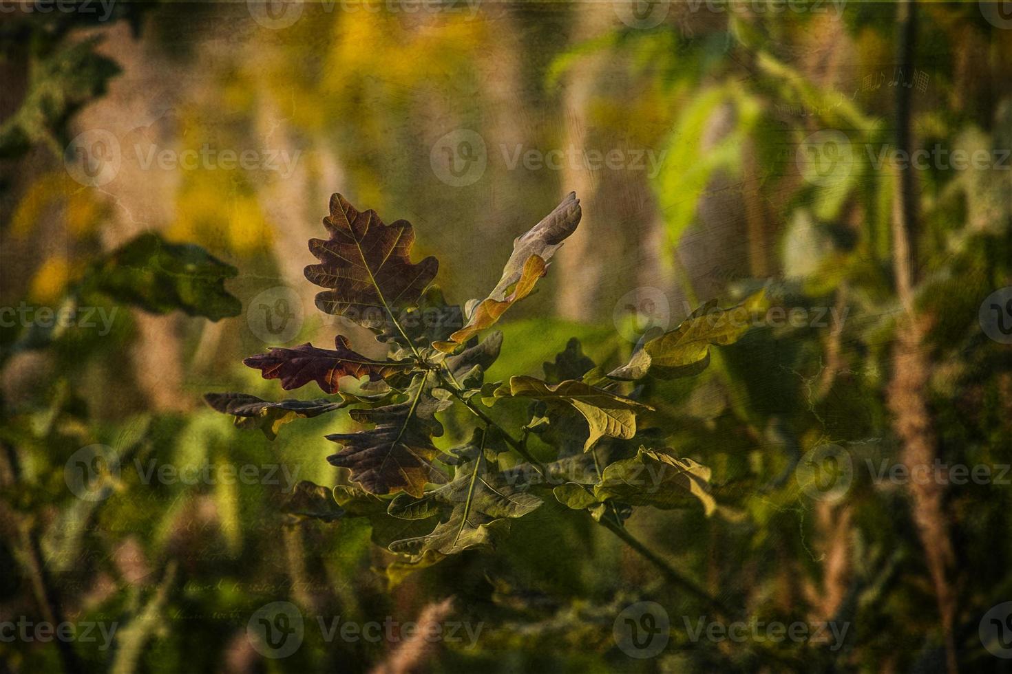 autumn colored oak leaves on a green background close-up outdoors, photo