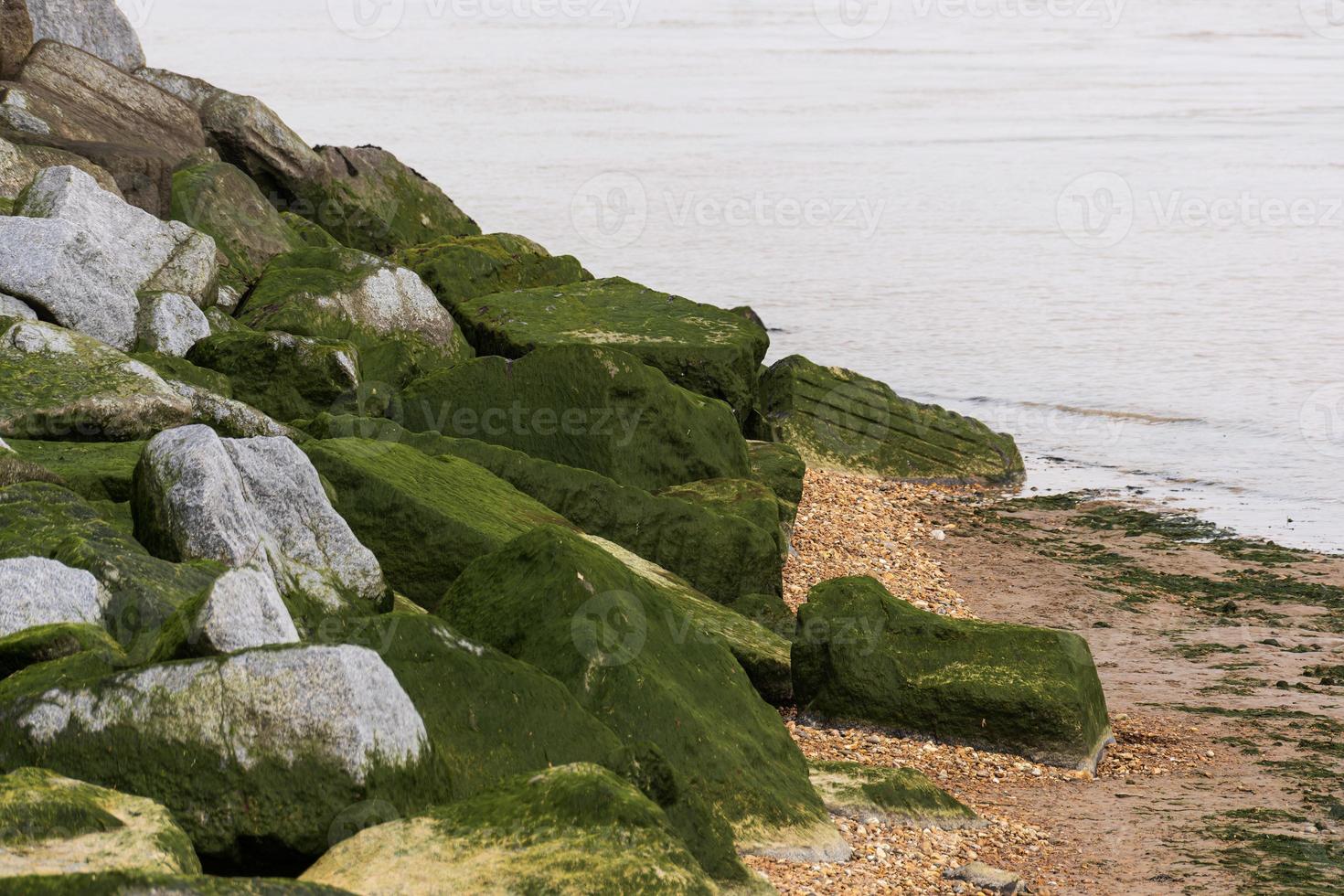 Green algae covered sea wall rocks at low tide photo