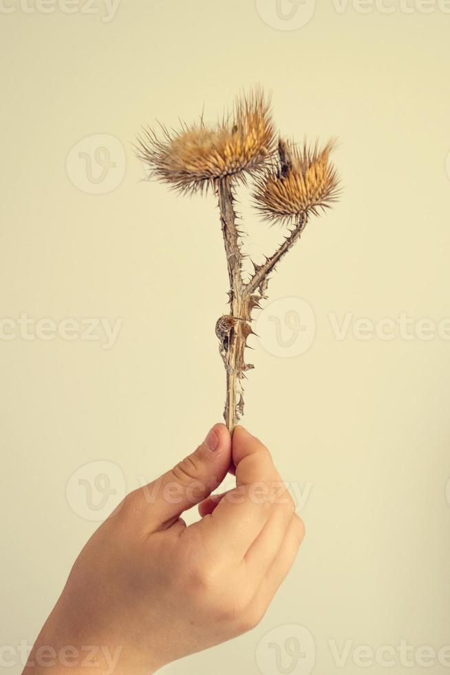 autumn prickly plant held in a child's hand in close-up photo