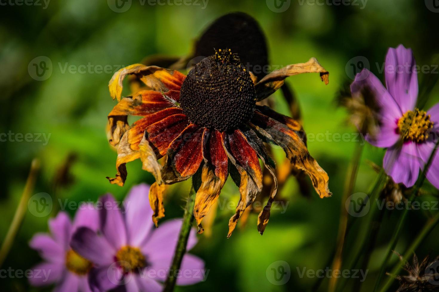 summer flower in the warm sun in a natural environment of the garden photo