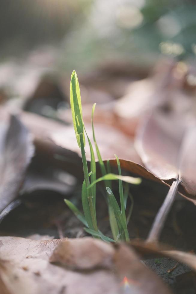 Green grass under warm sunset photo