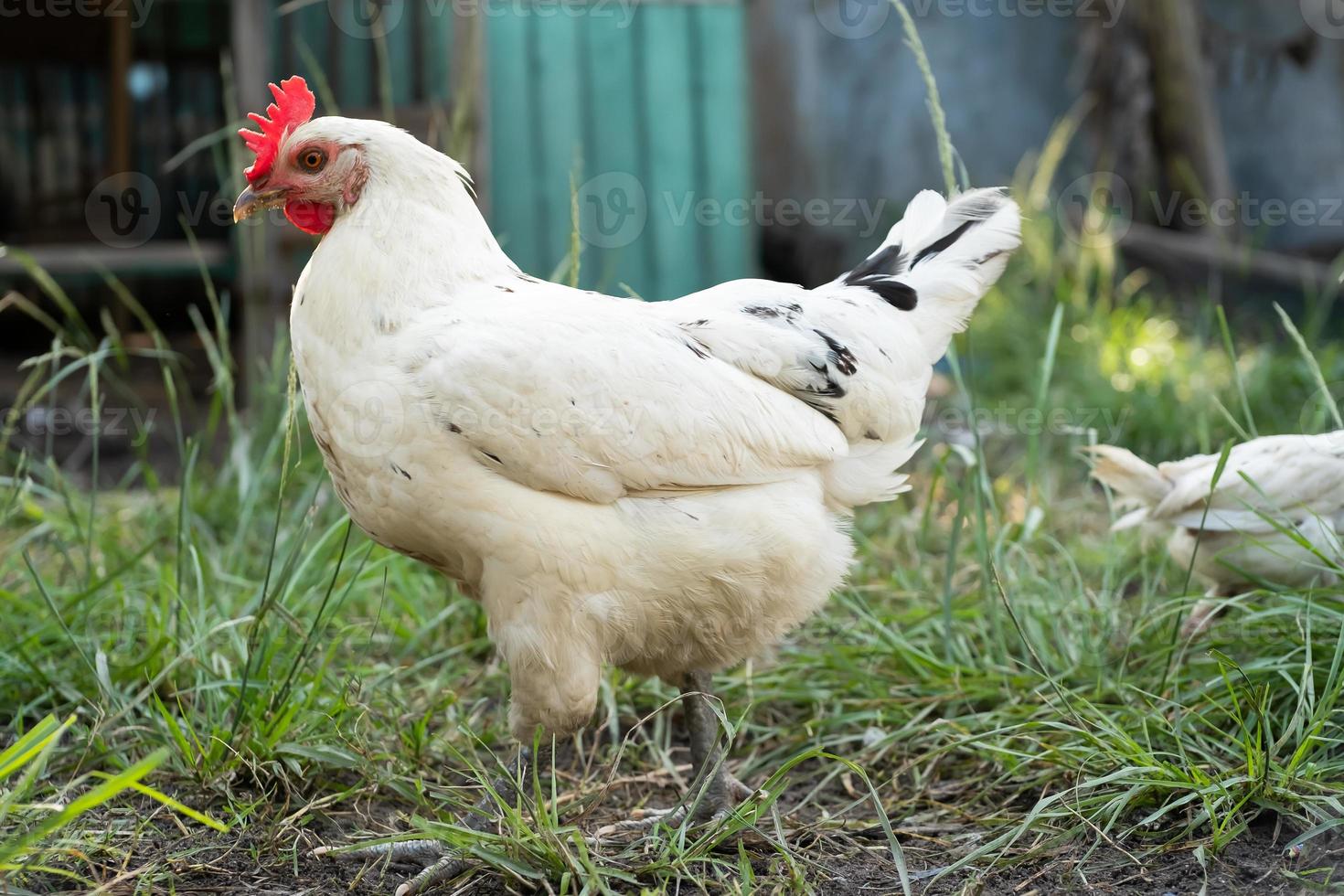 blanco gallina en el granja. macro disparo foto