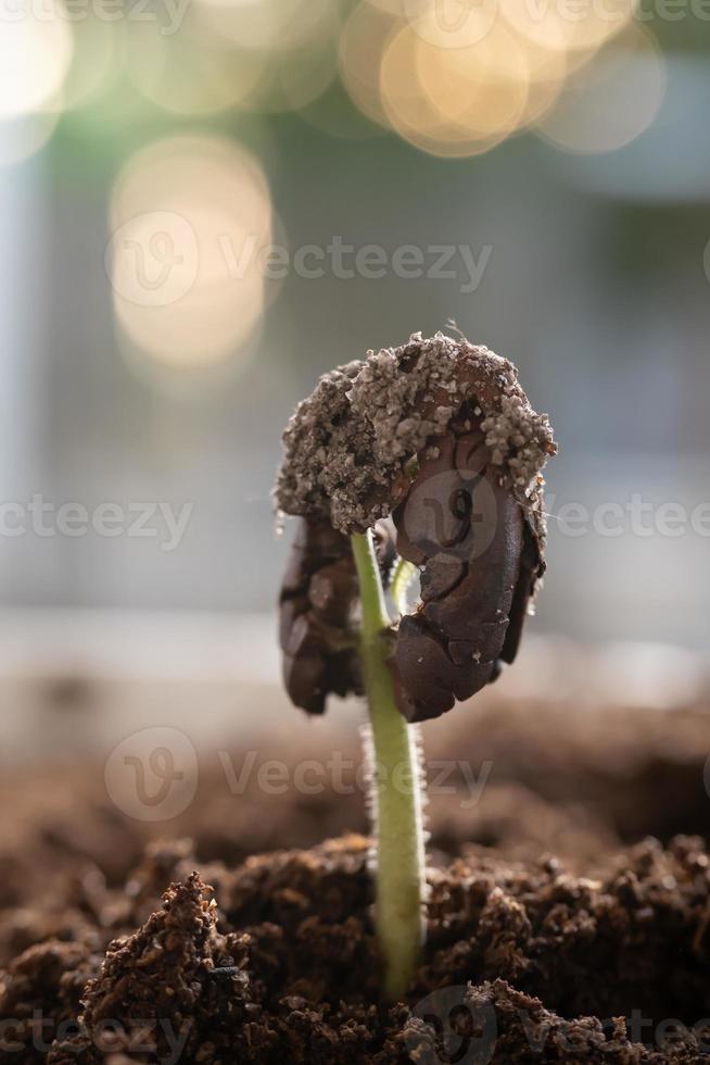 Young Cocoa tree seeds start growing on the plantation. Concept of nature, environment, and natural environment preservation. photo