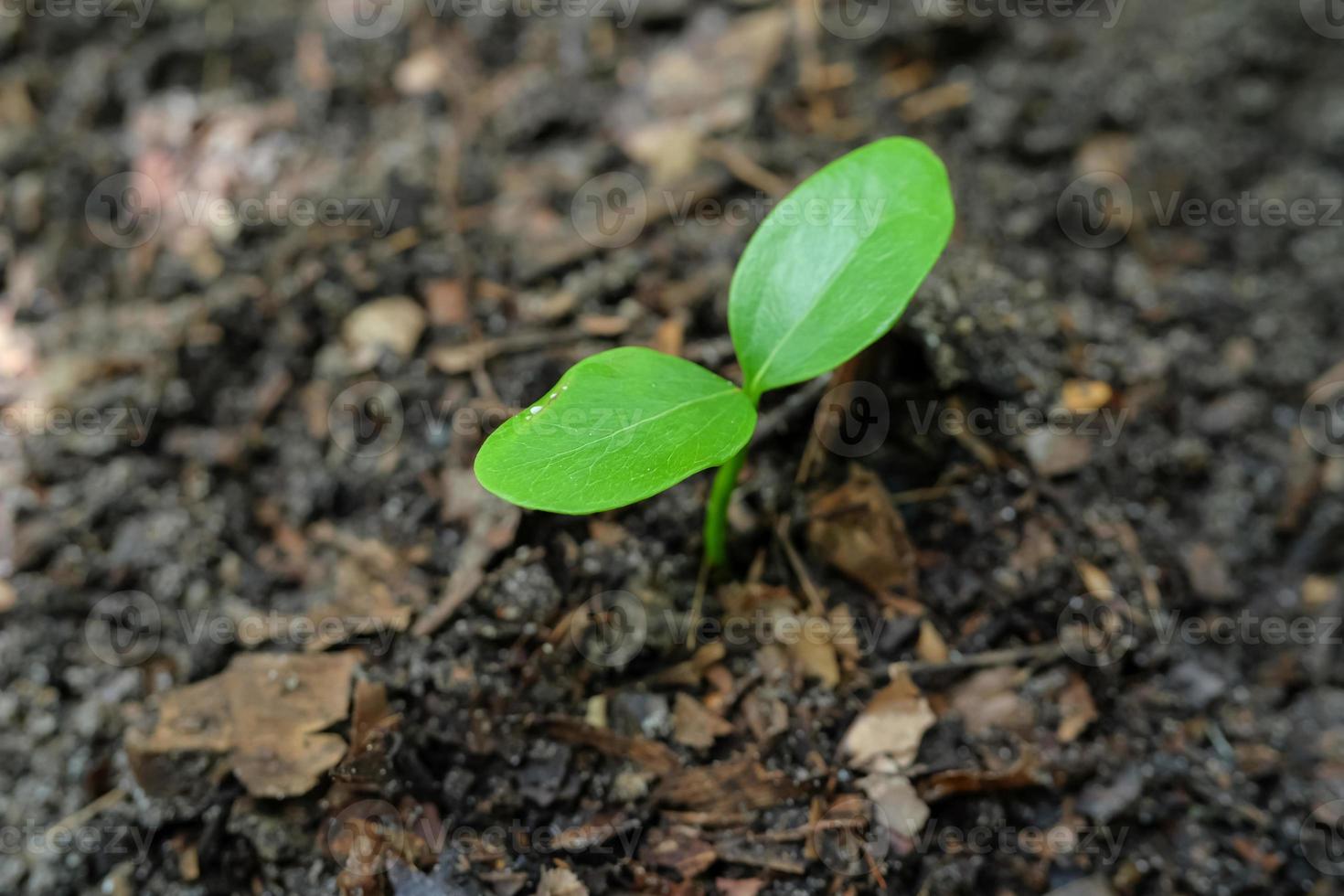 Green sprout plants start growing from seed in organic soil photo