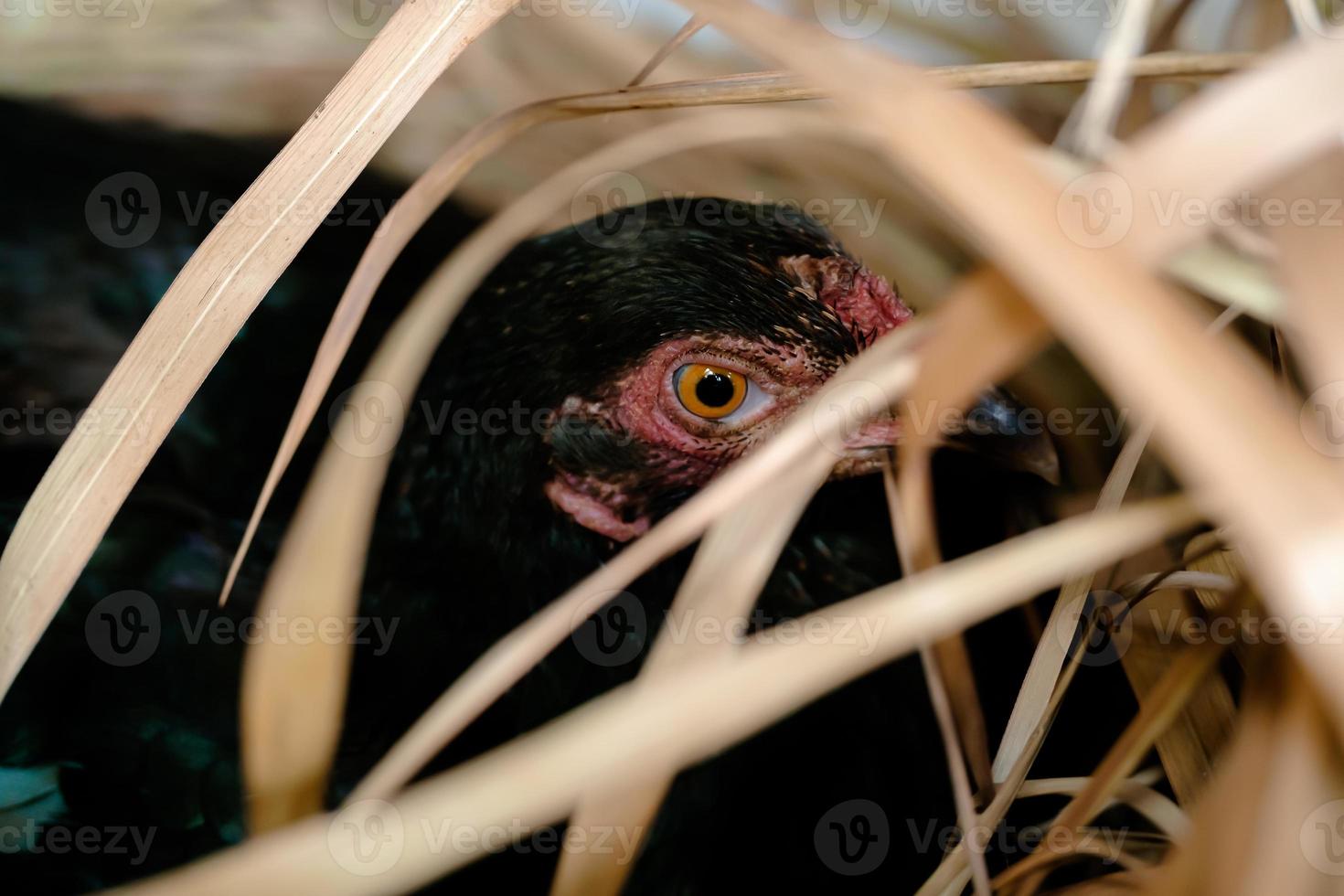 The black hen lays her eggs in a dry grass tray. Macro shoot photo