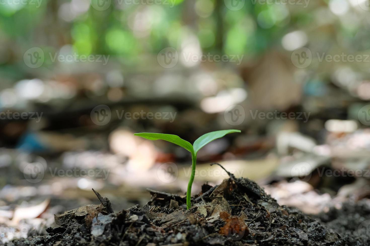 Green sprout plants start growing from seed in organic soil photo
