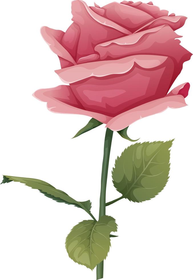 Vector illustration of a rose on an isolated background. Pink flower bud with leaves. Gift for valentines day, holiday, romance. spring illustration