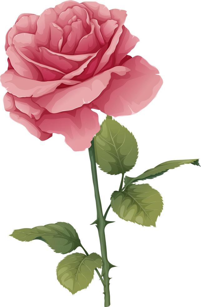 vector ilustración de un Rosa en un aislado antecedentes. rosado flor brote con hojas. regalo para san valentin día, día festivo, romance. primavera ilustración