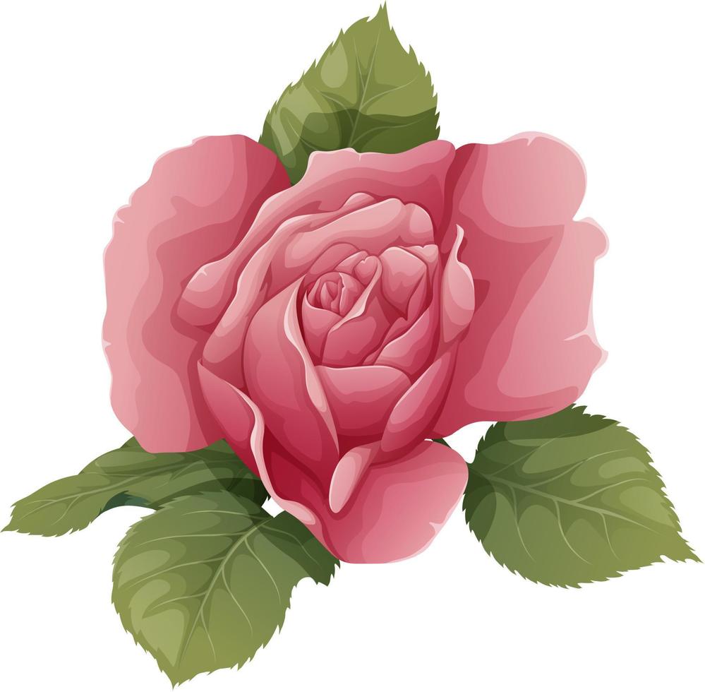 Vector illustration of a rose on an isolated background. Pink flower bud with leaves. Gift for valentines day, holiday, romance. spring illustration