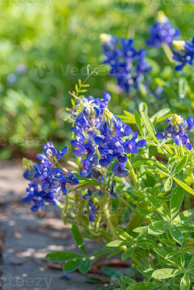 A group of Lupinus texensis flowers on a bright day in Texas. photo