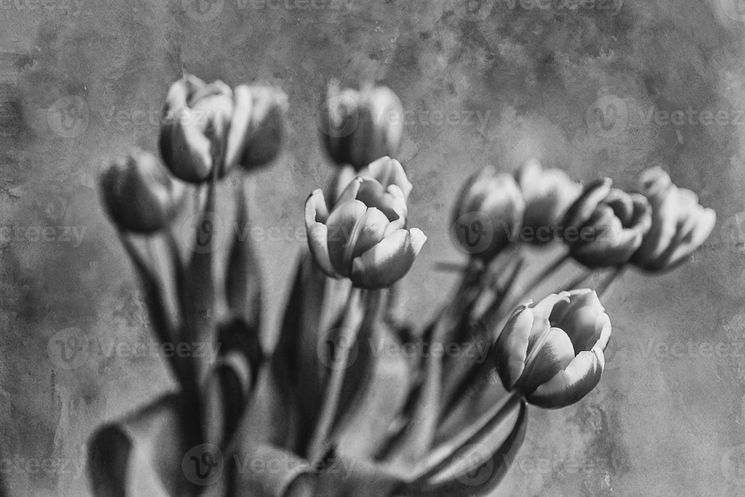 delicate spring yellow-red tulip in close-up on background photo