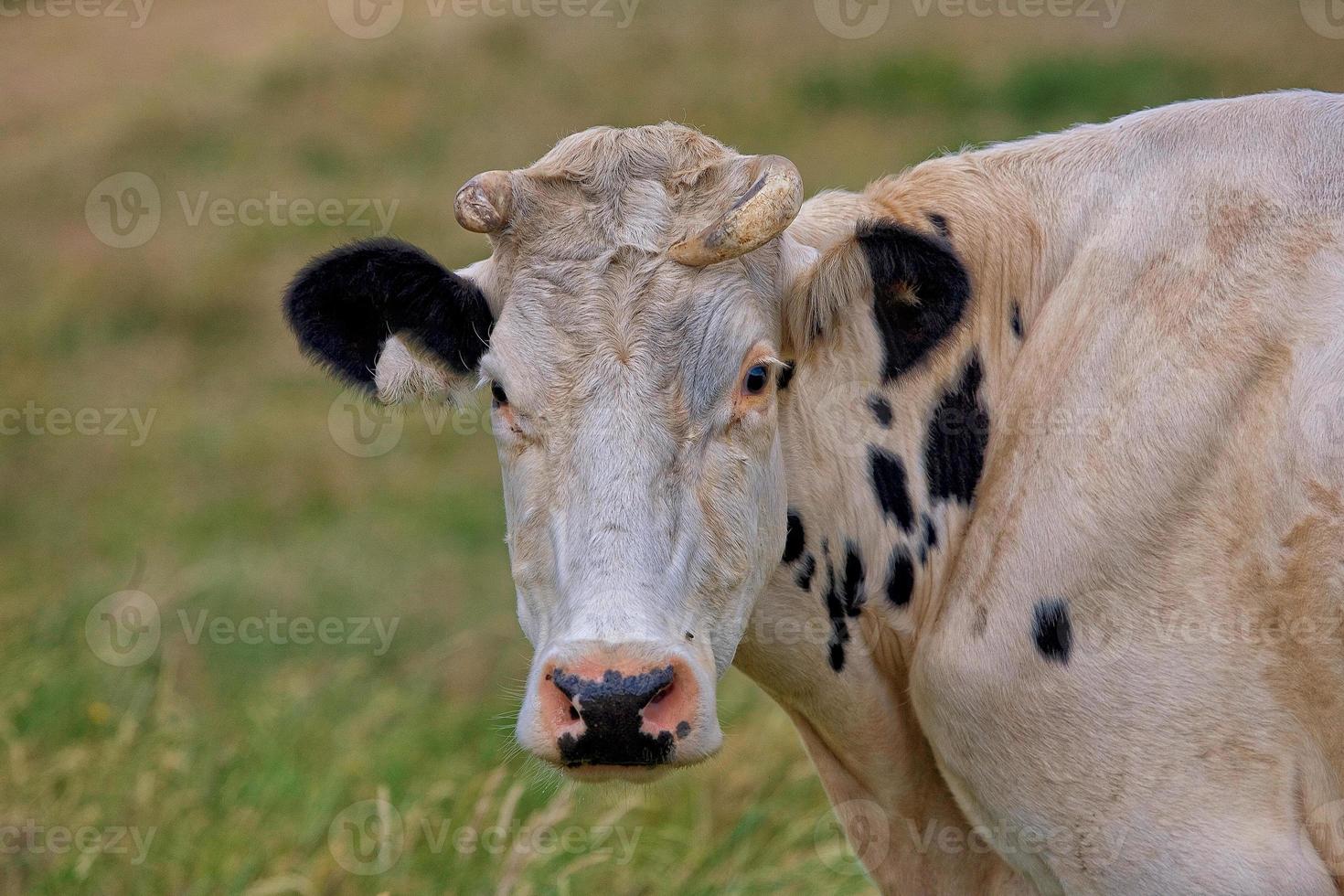 retrato de un negro y blanco vaca en un pasto en un verano día foto