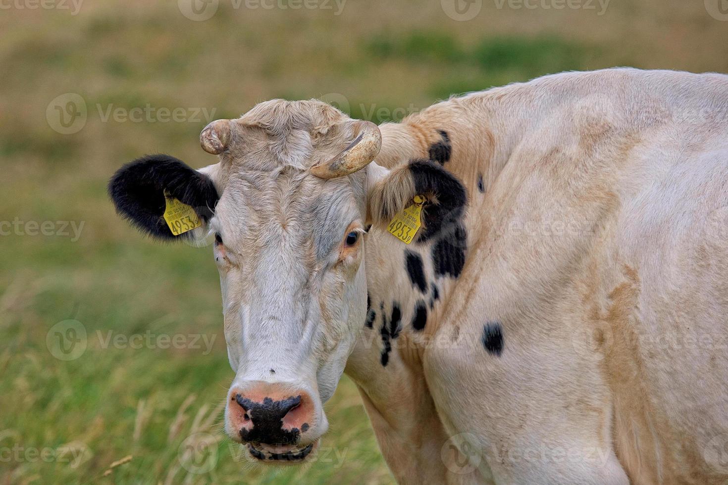 retrato de un negro y blanco vaca en un pasto en un verano día foto