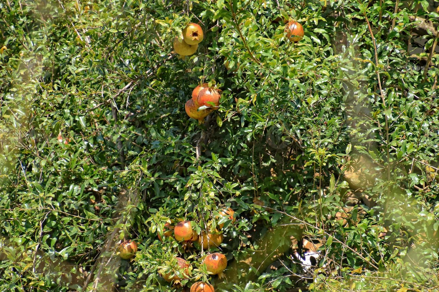 ripe juicy pomegranates growing in autumn on a tree in Turkey photo