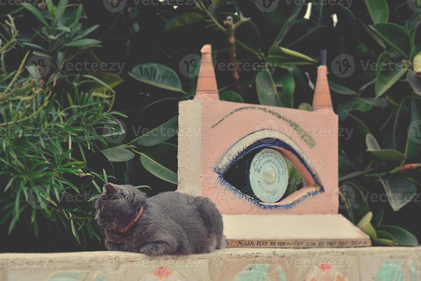 gray thoroughbred cat lying on the pink wall photo