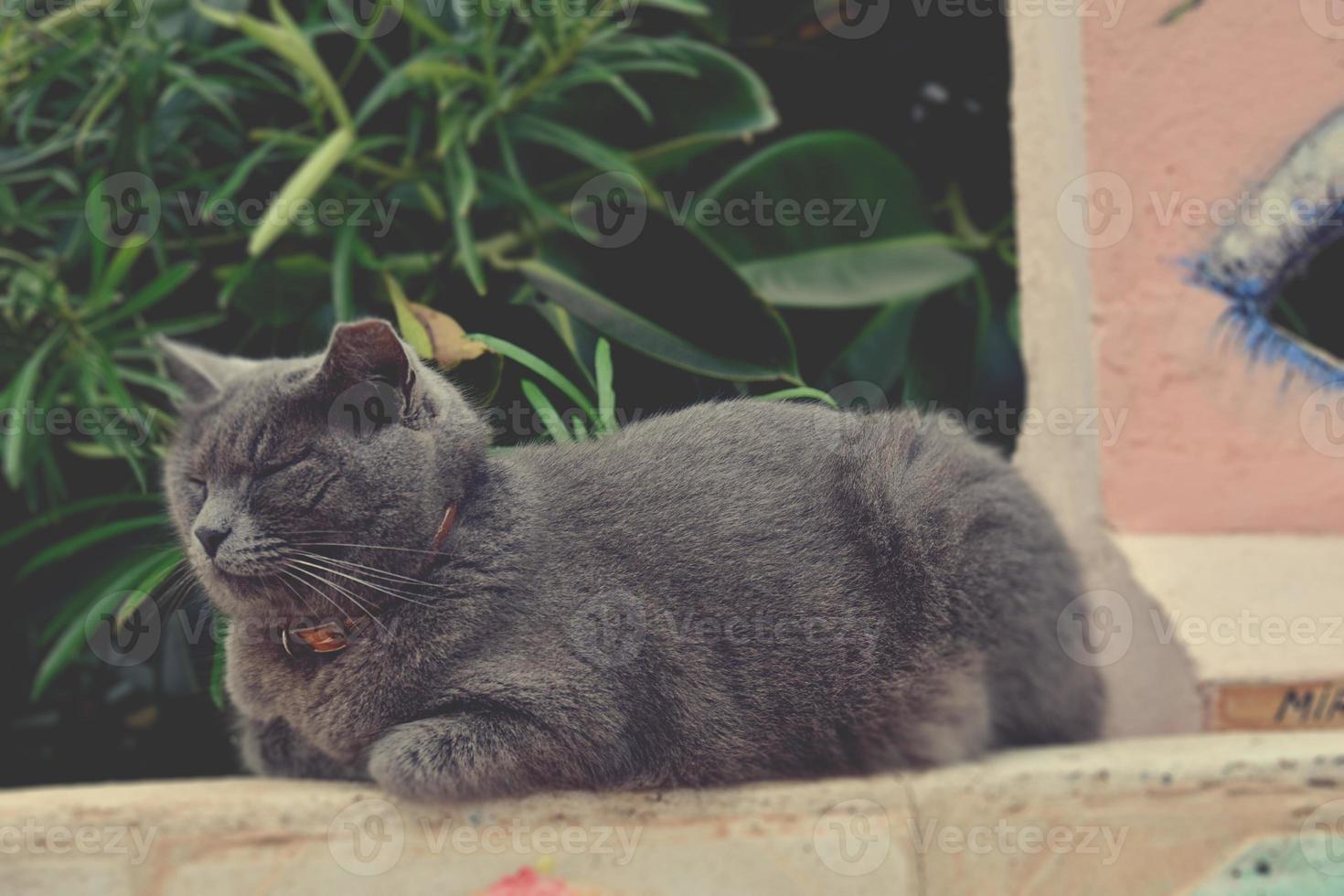 gray thoroughbred cat lying on the pink wall photo