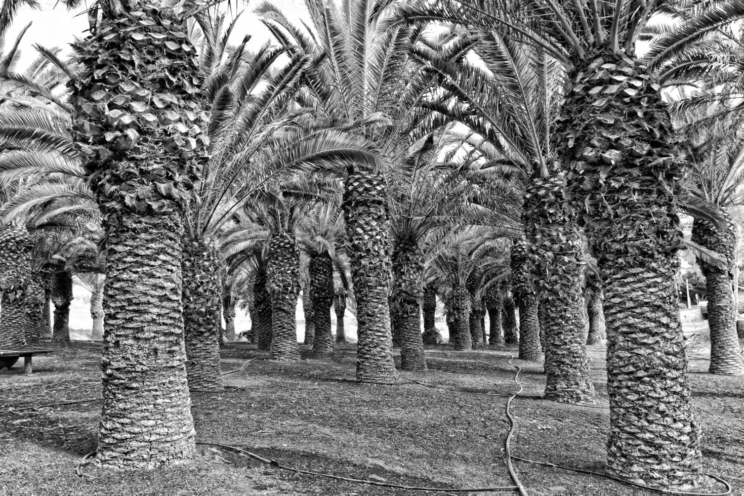 exotic original palm forest growing on the Spanish island of Fuerteventura photo