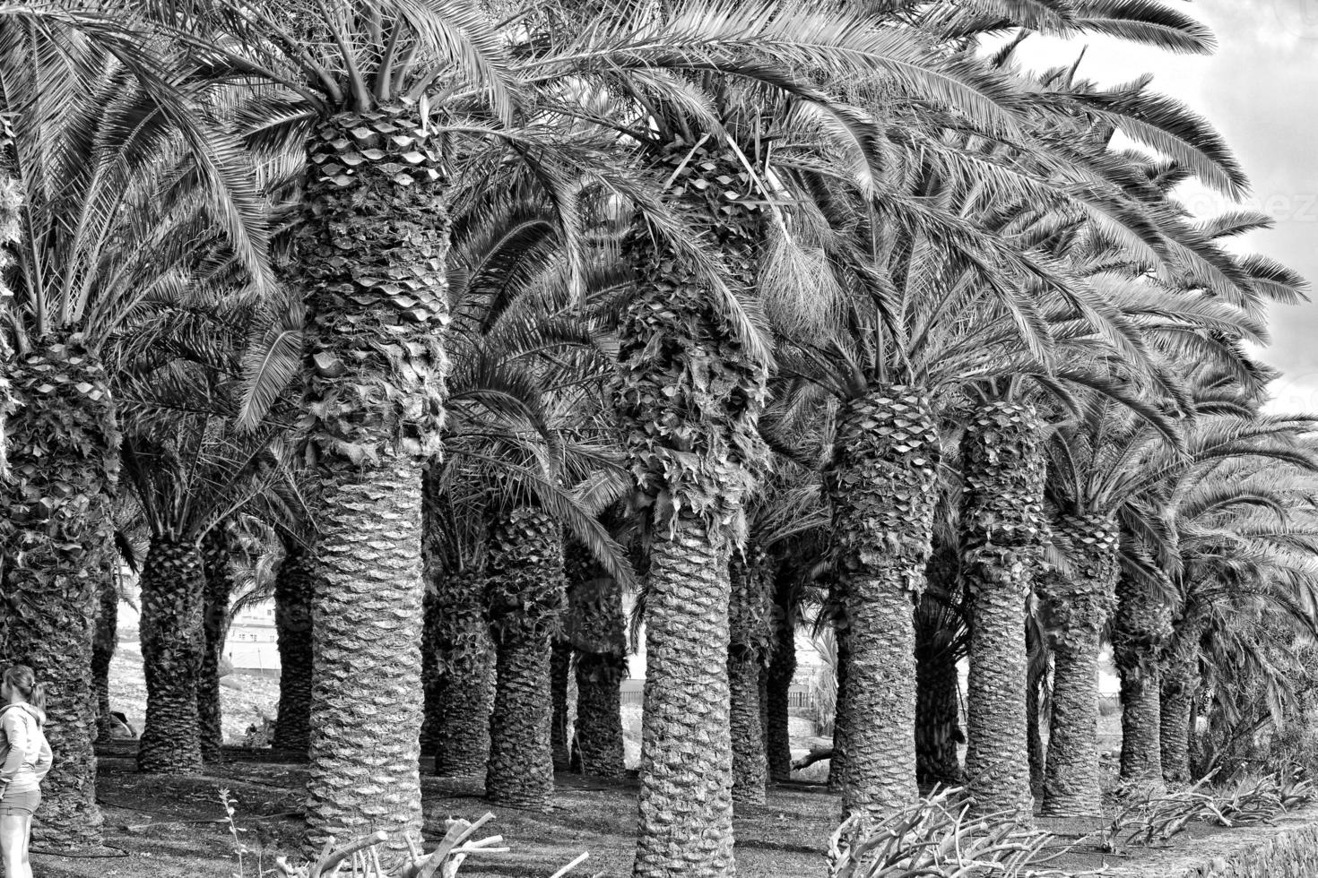 exotic original palm forest growing on the Spanish island of Fuerteventura photo