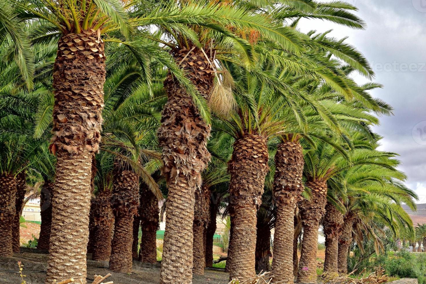 exotic original palm forest growing on the Spanish island of Fuerteventura photo