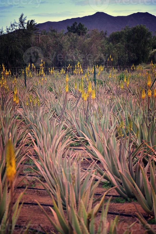 natural large aloe growing on a farm on the Canary Island Fuetaventra in Spain in a natural habitat photo