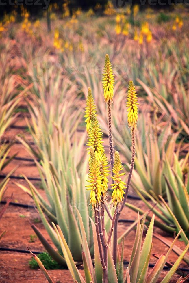 natural large aloe growing on a farm on the Canary Island Fuetaventra in Spain in a natural habitat photo