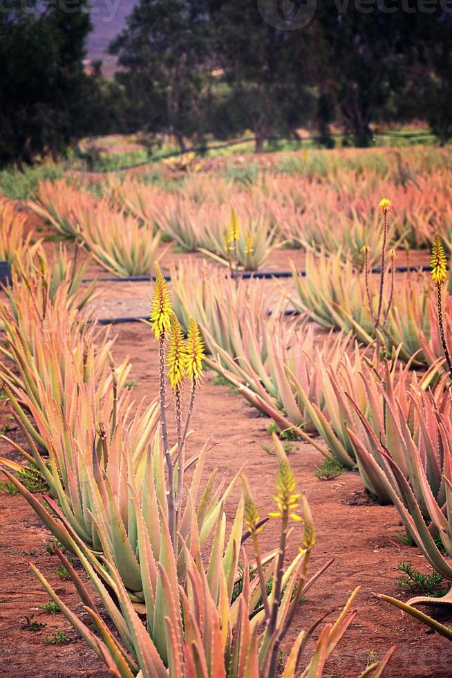 natural large aloe growing on a farm on the Canary Island Fuetaventra in Spain in a natural habitat photo