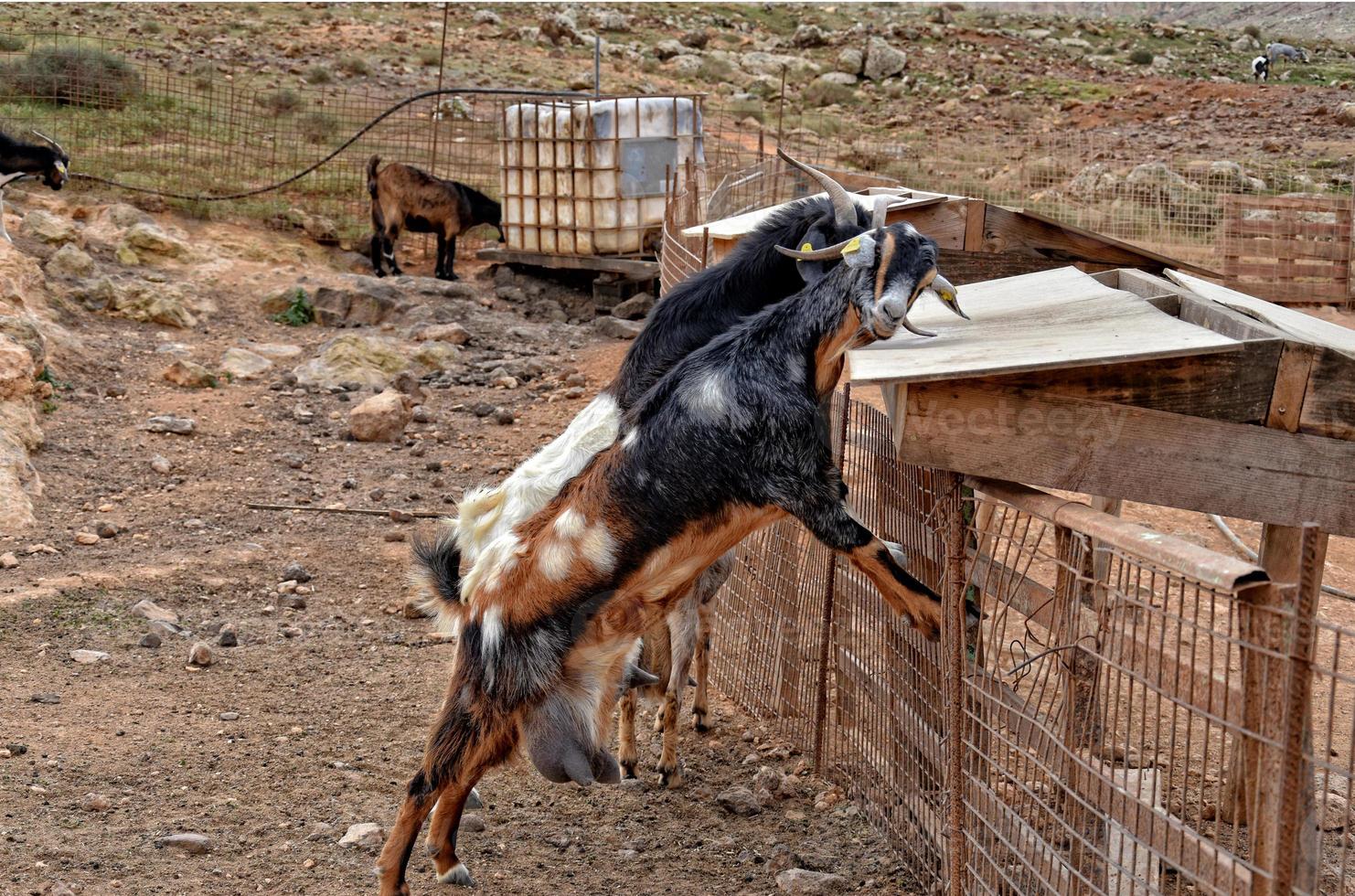 peaceful tame goat animals on a farm on Canary Island Fuertaventra photo