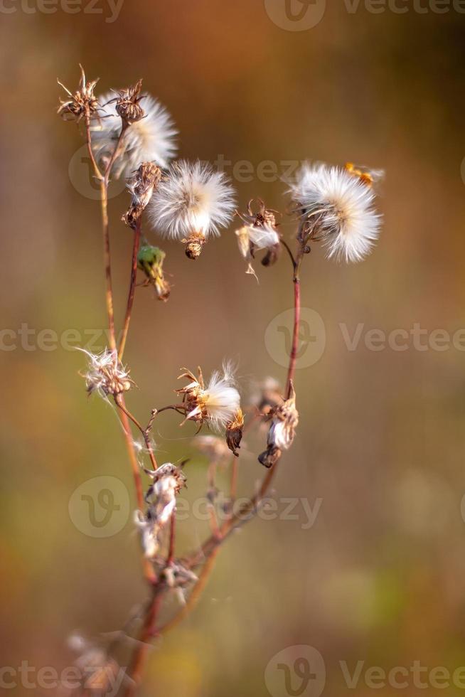 A plant similar to many dandelions on one stem with selective focus and a blurred background. photo