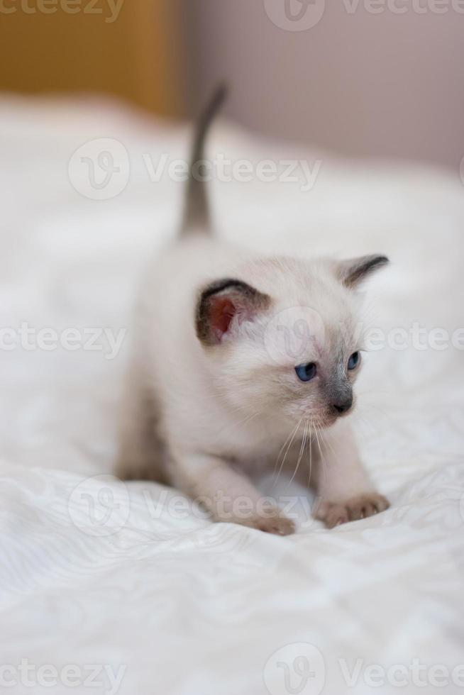 Siamese kitten is standing in a pose before jumping on a blanket. Blue eyes. Brown ears, tail and nose. Close-up. Selective focus. Blurred color background. photo