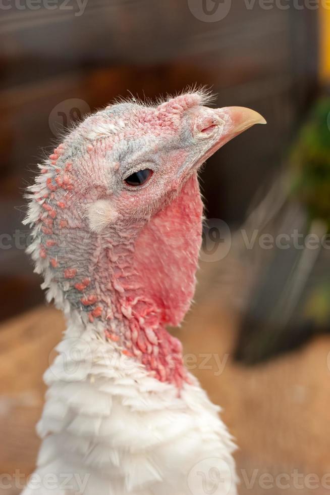 Close-up portrait of a live turkey. He looks at the camera. Red head and goiter, white feathers. Selective focus. The background is blurry. photo