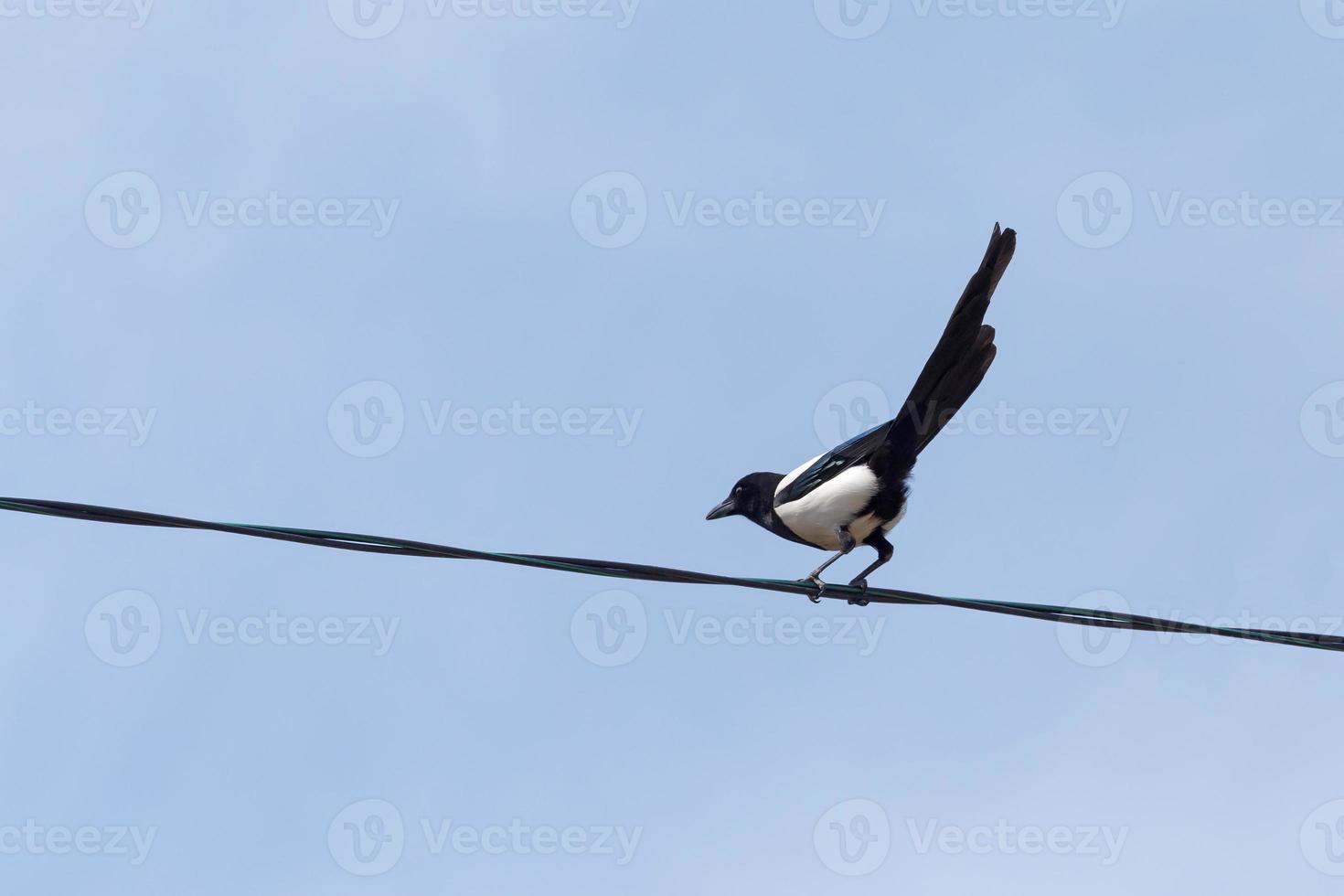 curioso urraca sentado en eléctrico cable en contra azul cielo foto