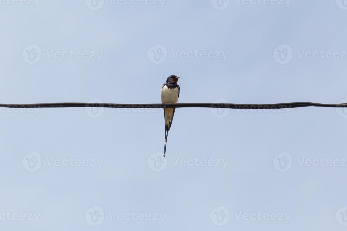 swallow sitting on wire against blue sky photo