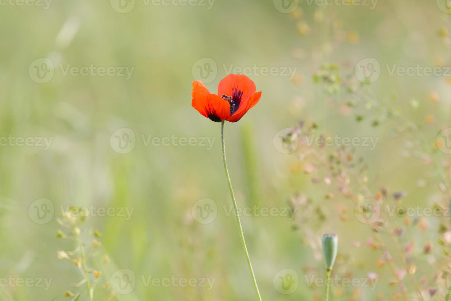 view on red poppy flower on meadow photo