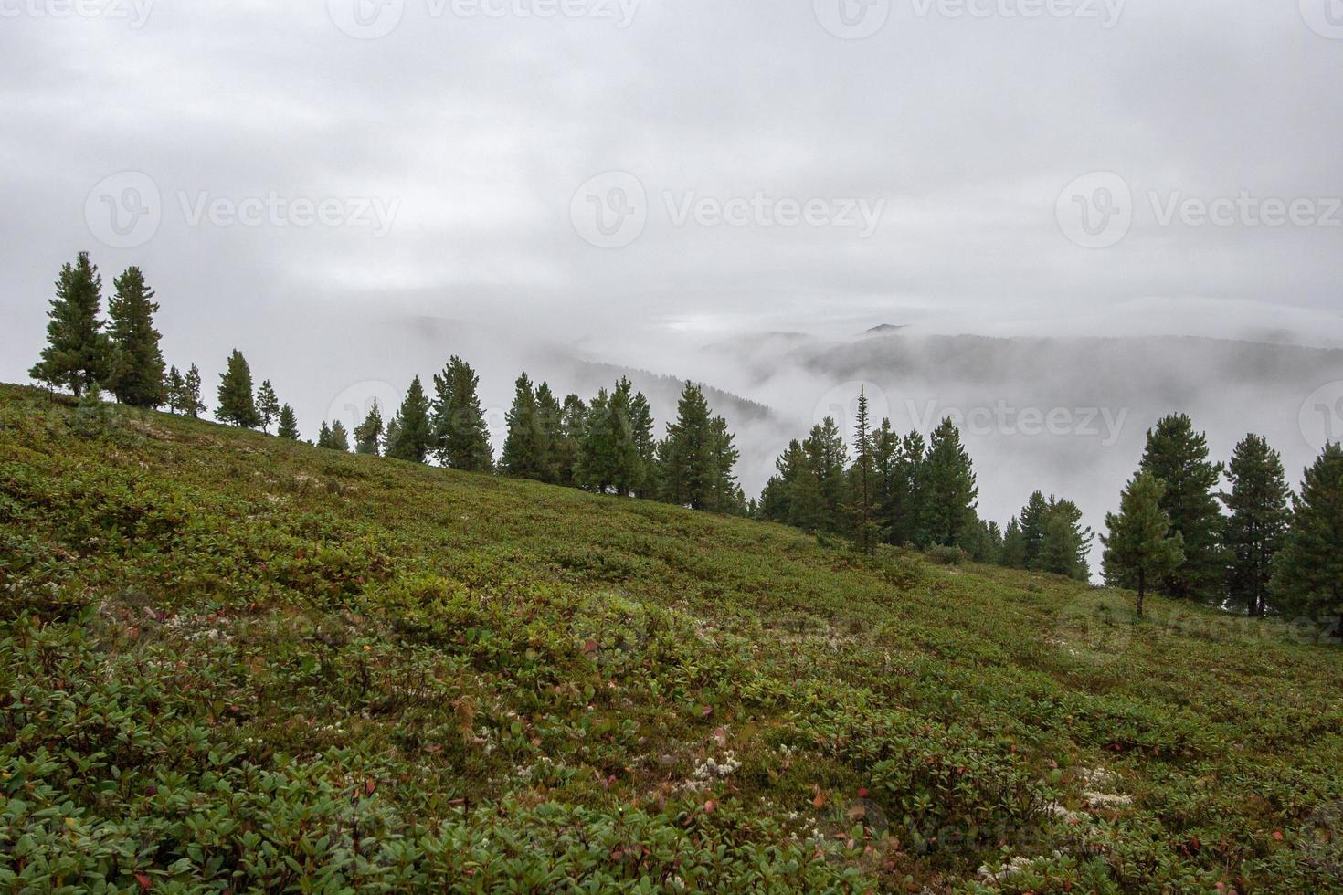 montaña paisaje con montañas en el nubes en un pendiente. muchos verde plantas en el suelo, coníferas crecer. niebla sube arriba. foto