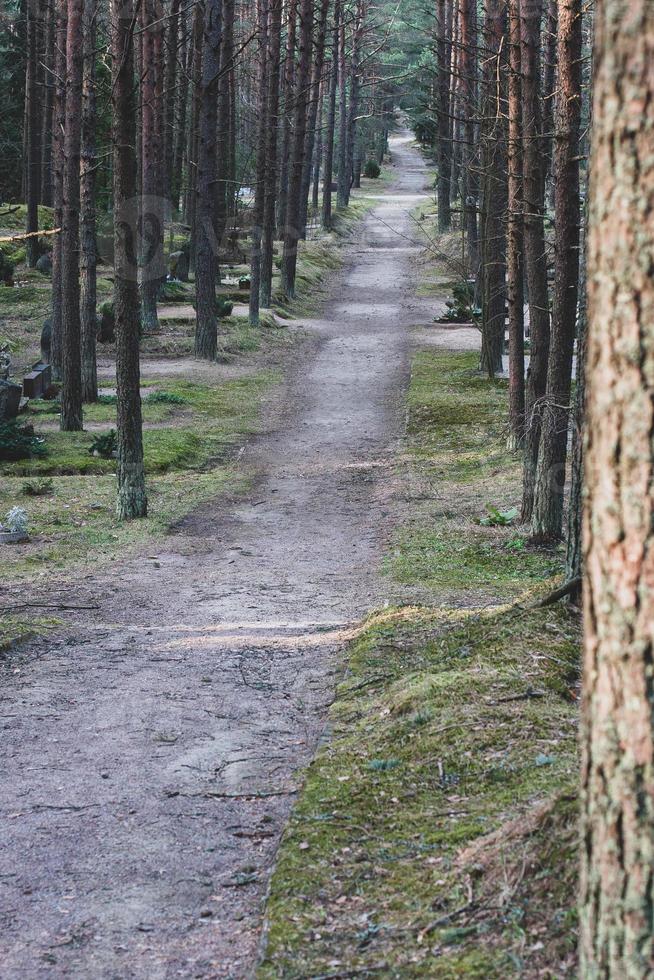 The road through the cemetery planted with tall trees. Trunks of coniferous trees. Vertical. photo